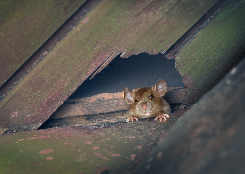 The ship rat, roof rat, or house rat peeps out of a hole in the roof