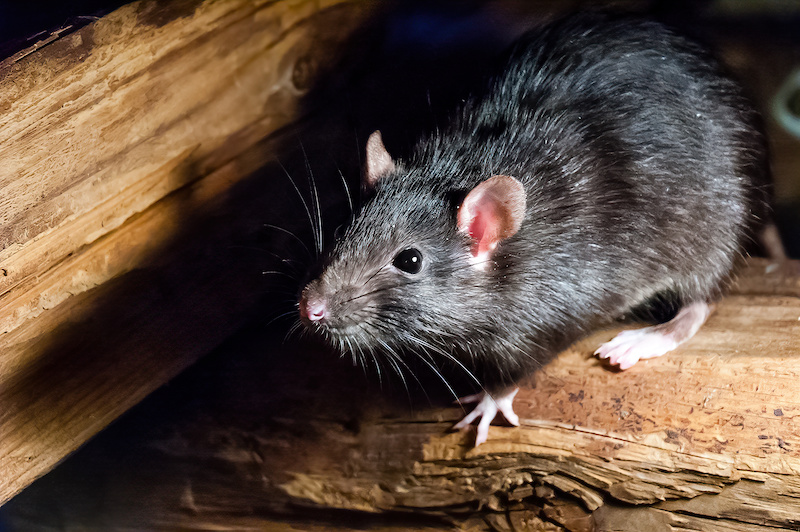 The black rat (Rattus rattus), also known as ship rat, roof rat, or house rat.