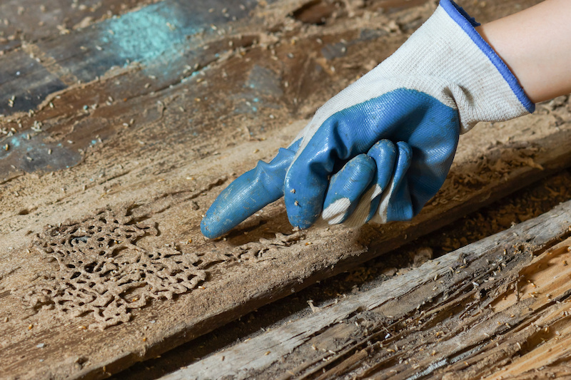 Hand pointing at termites destroying wood from the ground - problem in house concept