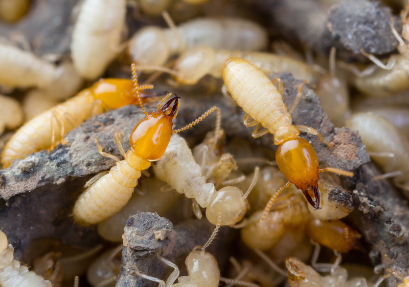 Close up termites or white ants in Florida