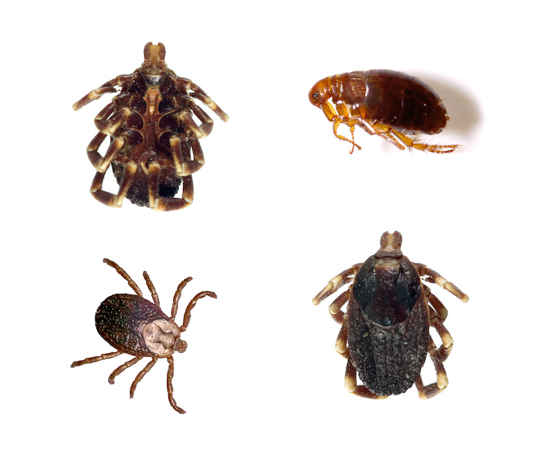 A tick and a flea