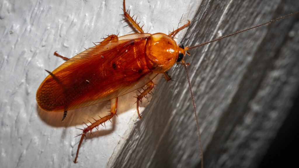 American cockroach known as a palmetto bug in Florida