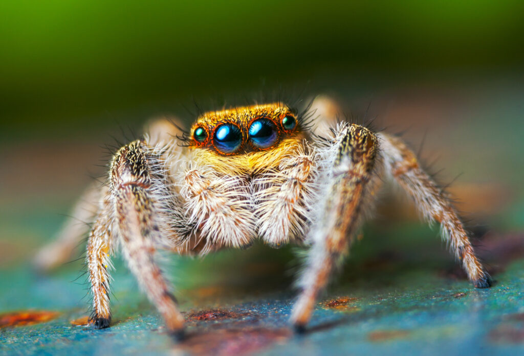 Beach jumping spider in Florida