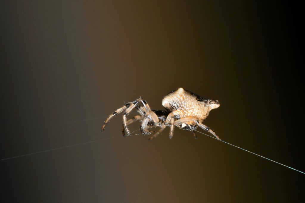 Beach orb weaver in Florida