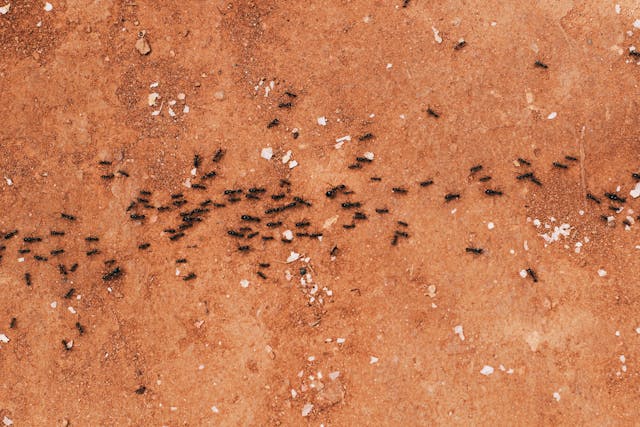 Ants on dirt traveling in a line