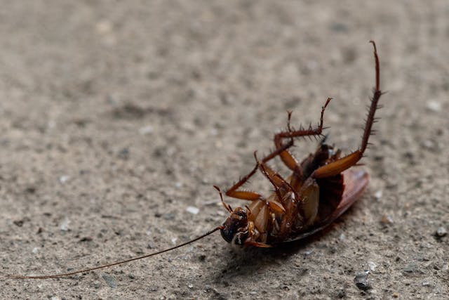 Cockroach on its back