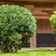 Eco-friendly pest control