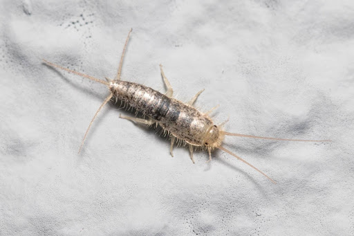 Silverfish on white backround