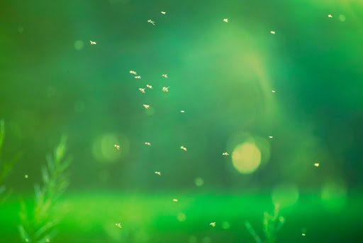 Mosquitoes flying around
