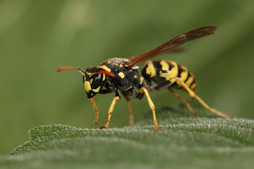 Yellow jacket on a green leaf
