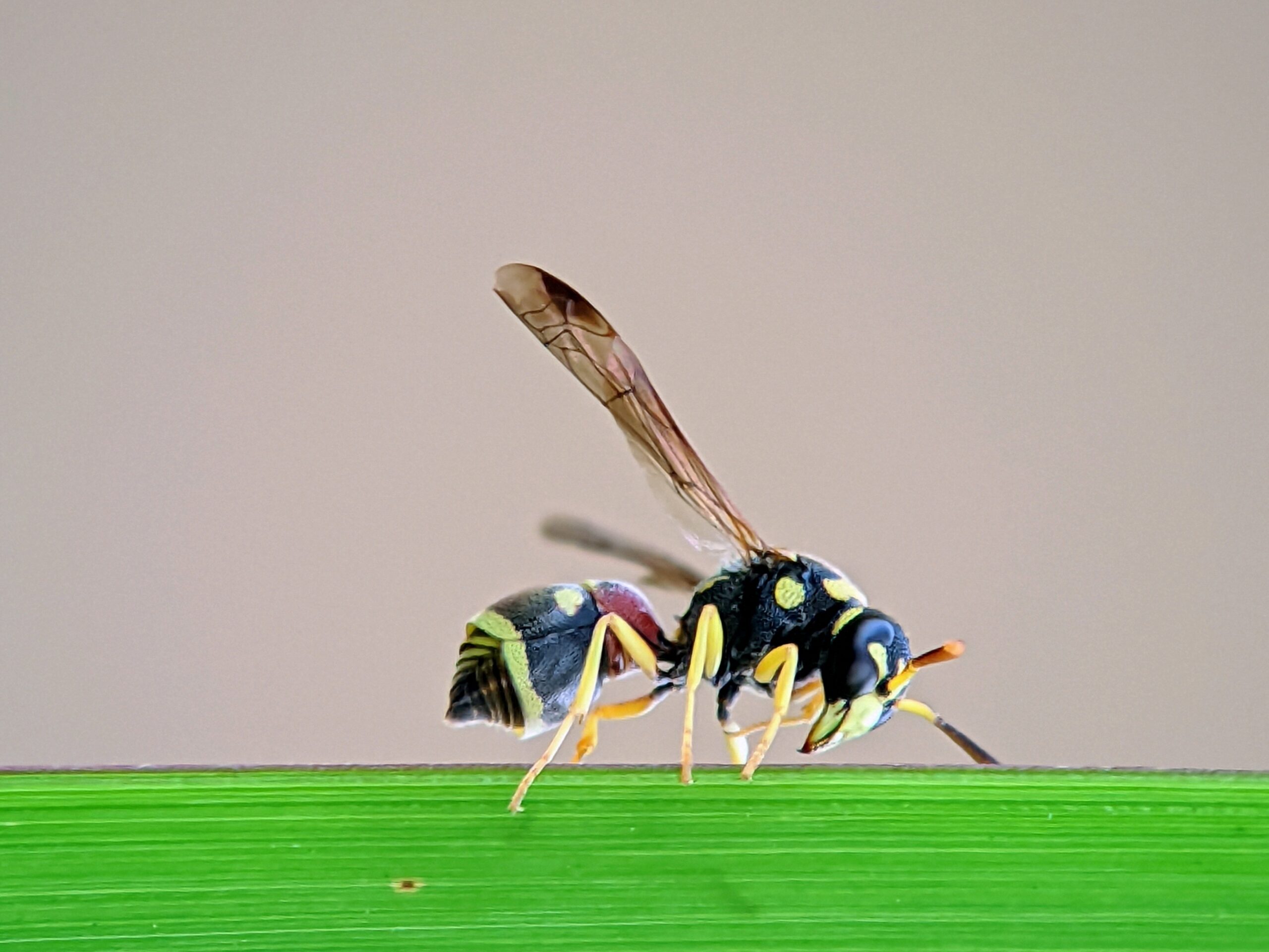 How to treat yellowjacket sting