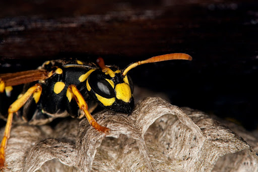 Close up of a yellow jacket on a nest