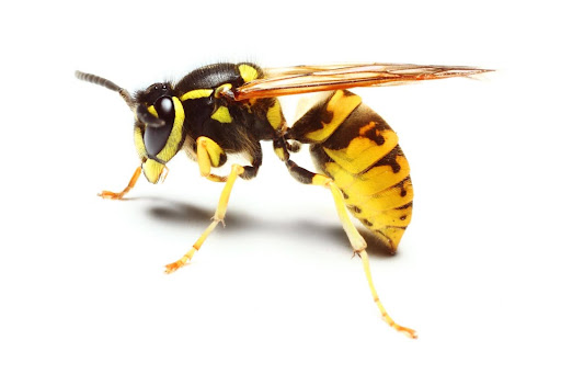 Yellow jacket isolated on a white background