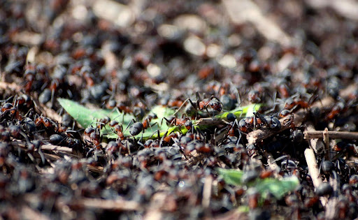 Group of ants carrying their dead