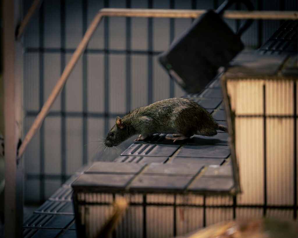 A rodent looking over a set of stairs.