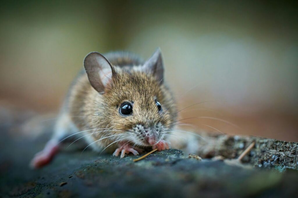 A small rodent on a patch of dirt.