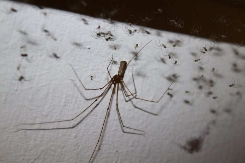 Are daddy longlegs spiders?