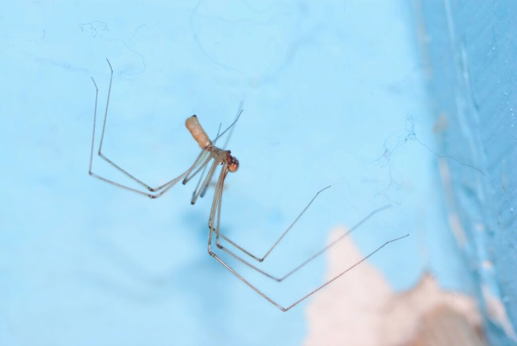 Are daddy longlegs spiders?