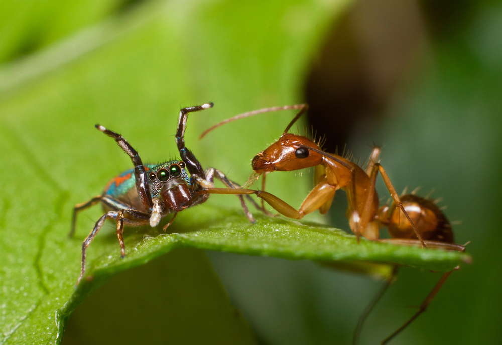 Do spiders eat ants?