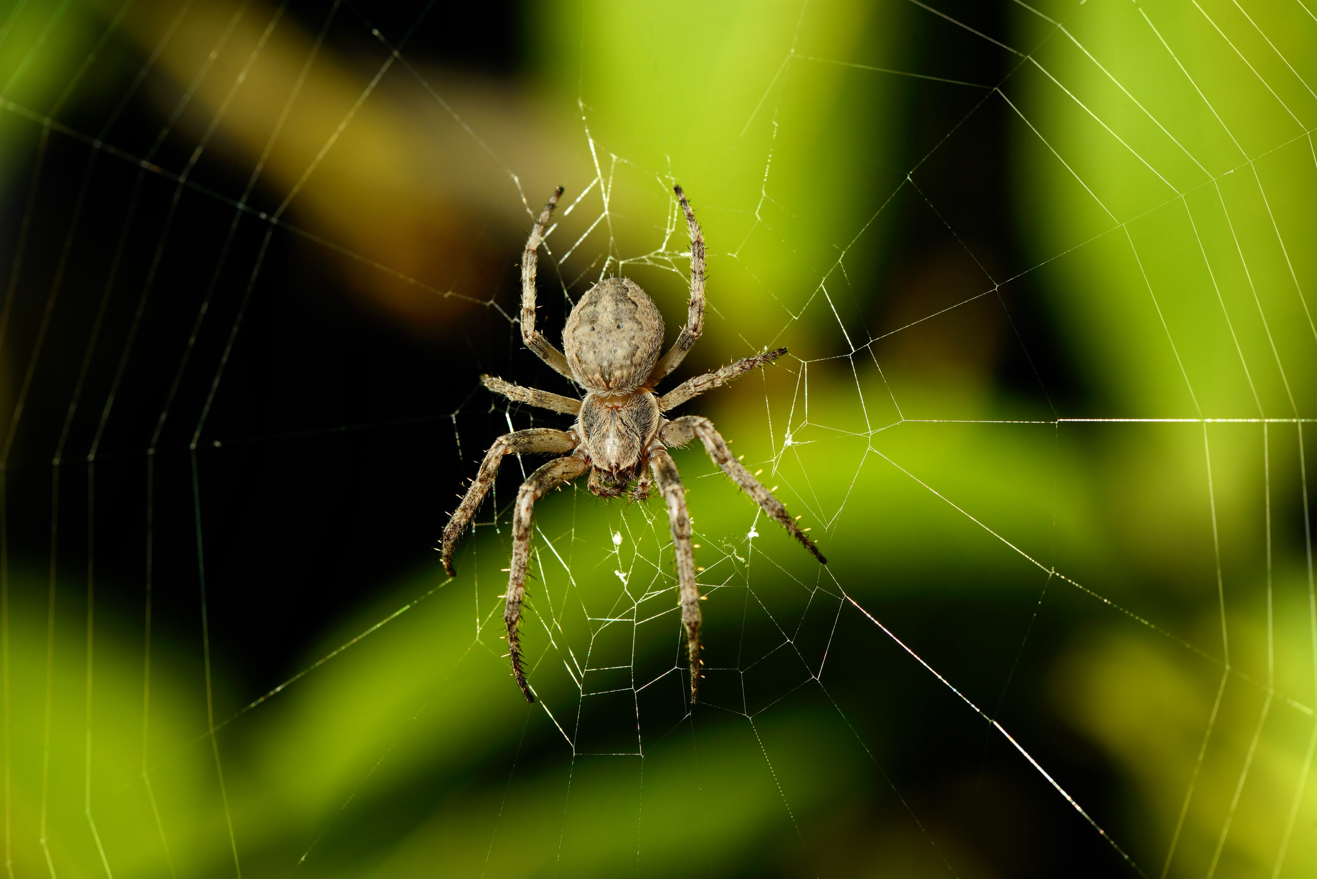 How to repel spiders