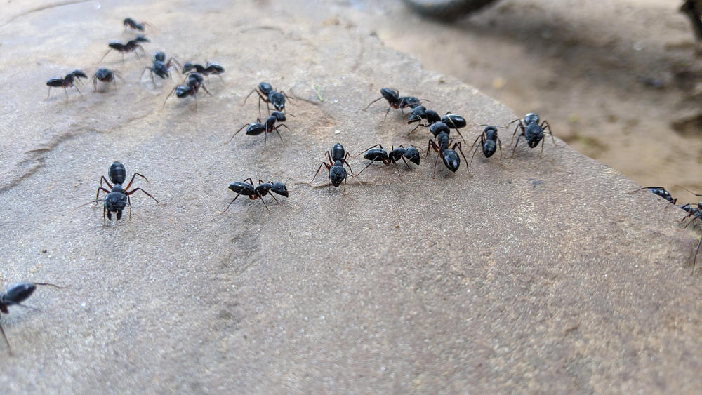 Trail of ants on the pavement of a Florida home.