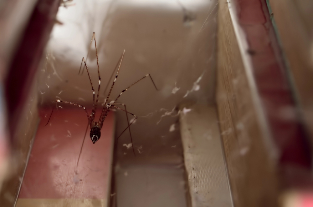 Spider in a corner before removal by an expert pest control service.