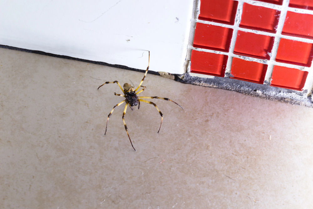 Spider Bite Treatment Tips