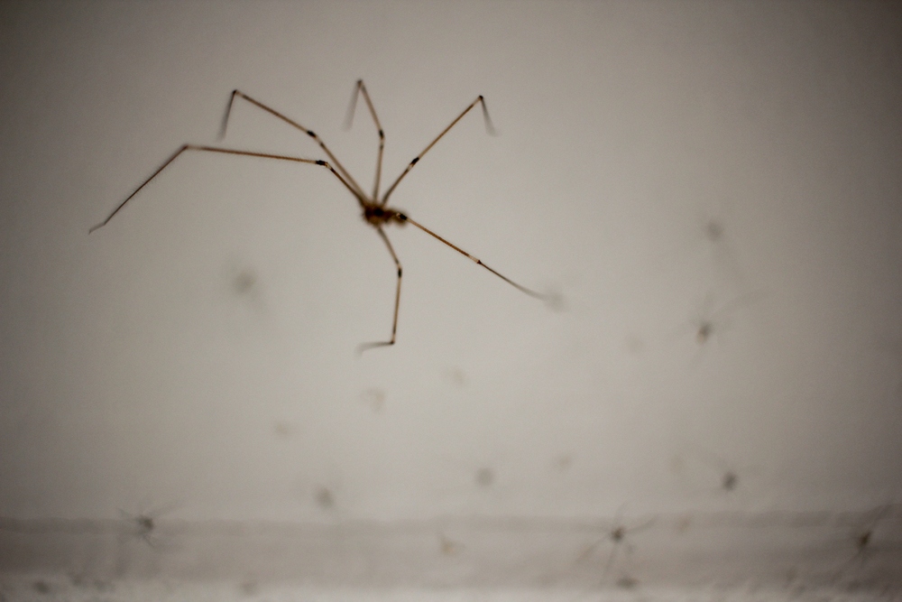 Cellar spider before removal by the best pest control company in Brevard County.