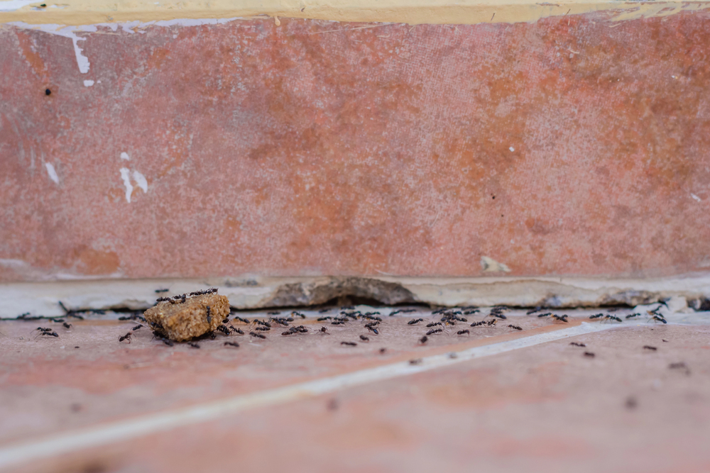 Ants in a home yet to be treated by a pest control company near me.