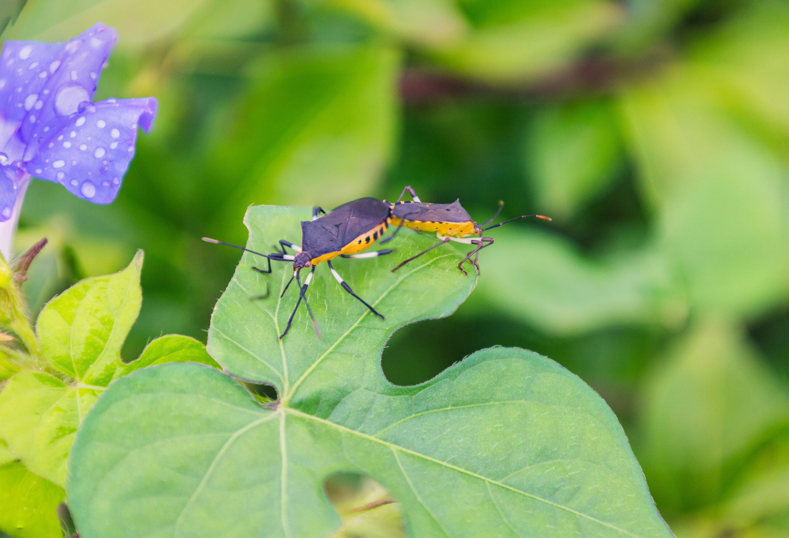 Kissing bugs on a leaf.