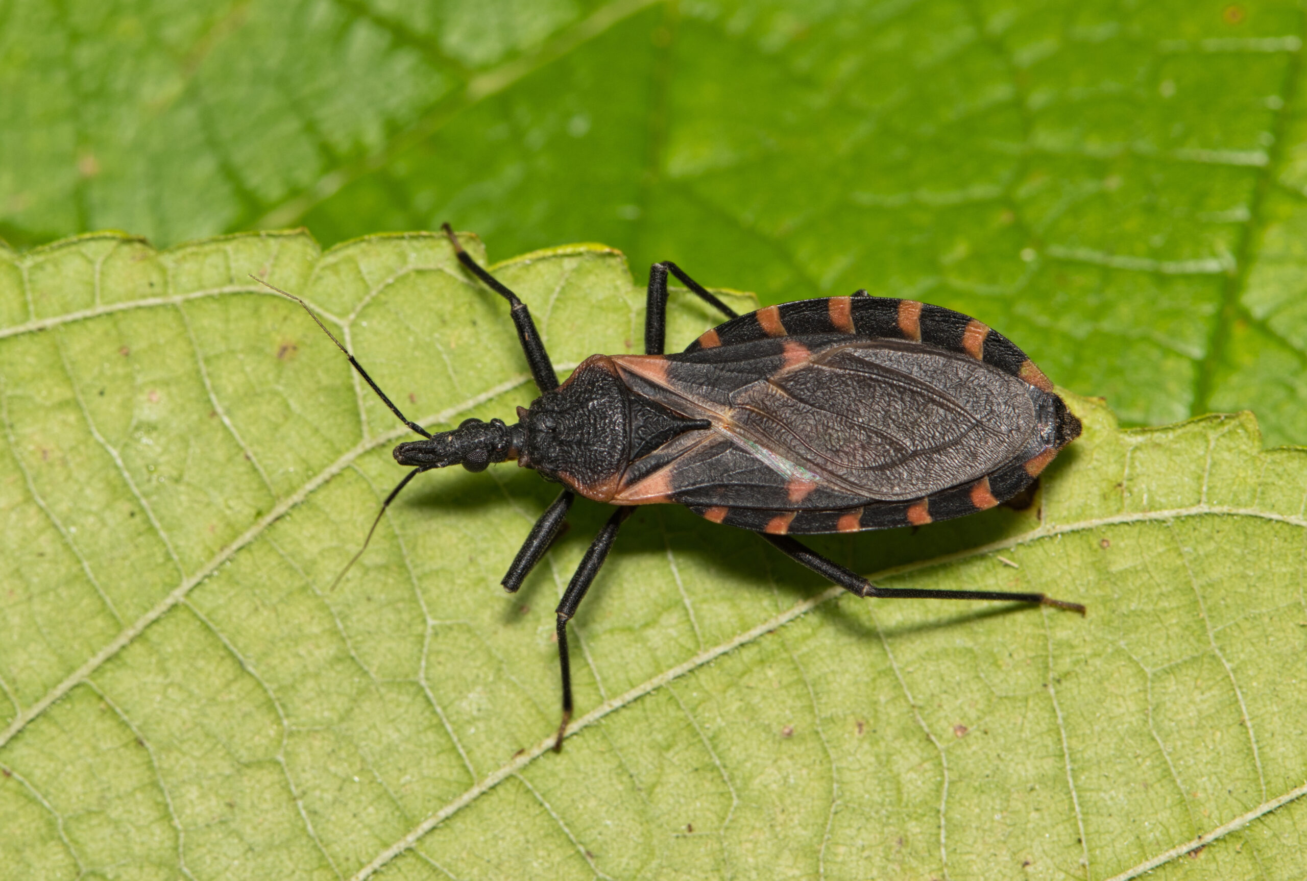 Kissing bug in Kissimmee