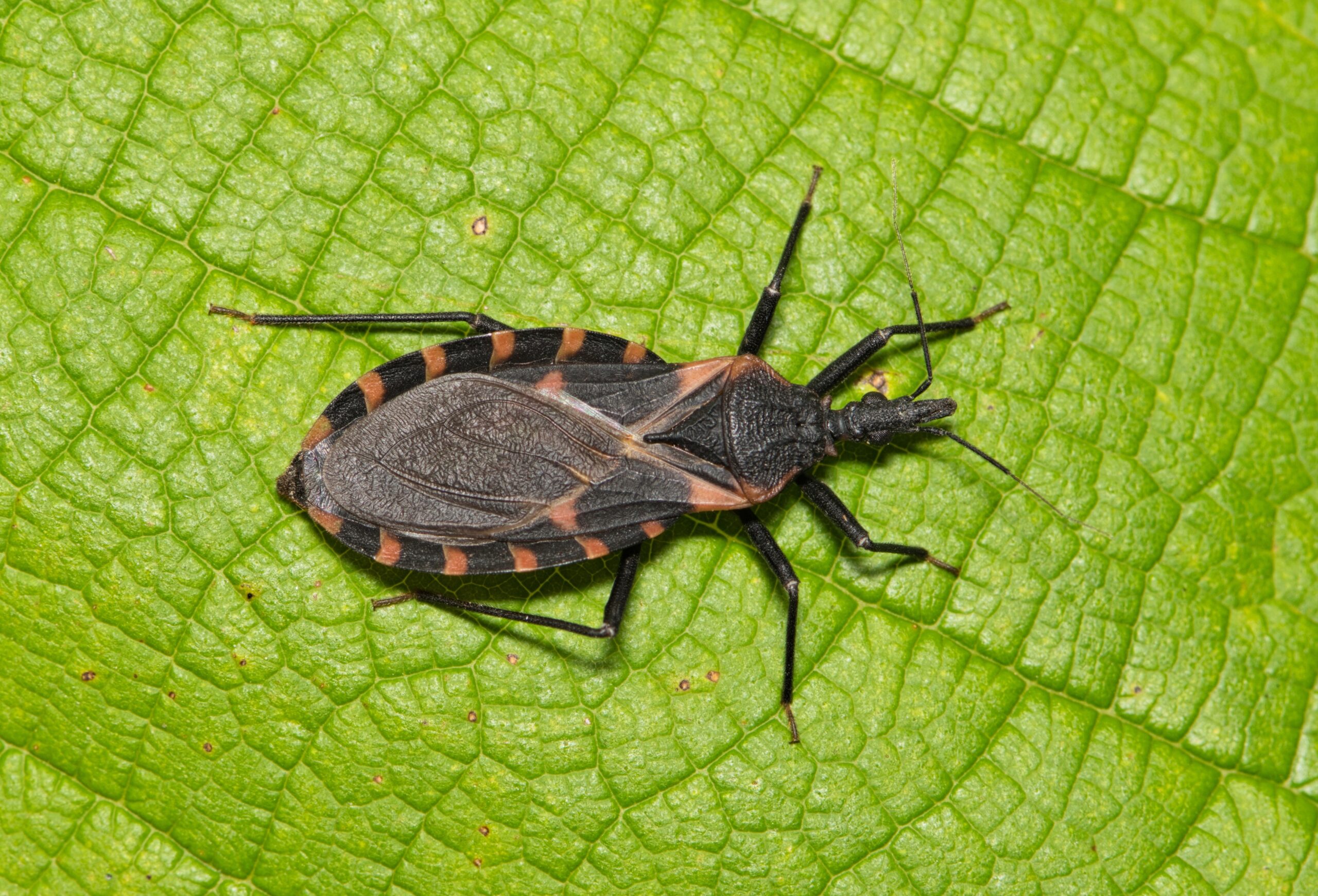 What are kissing bugs?
