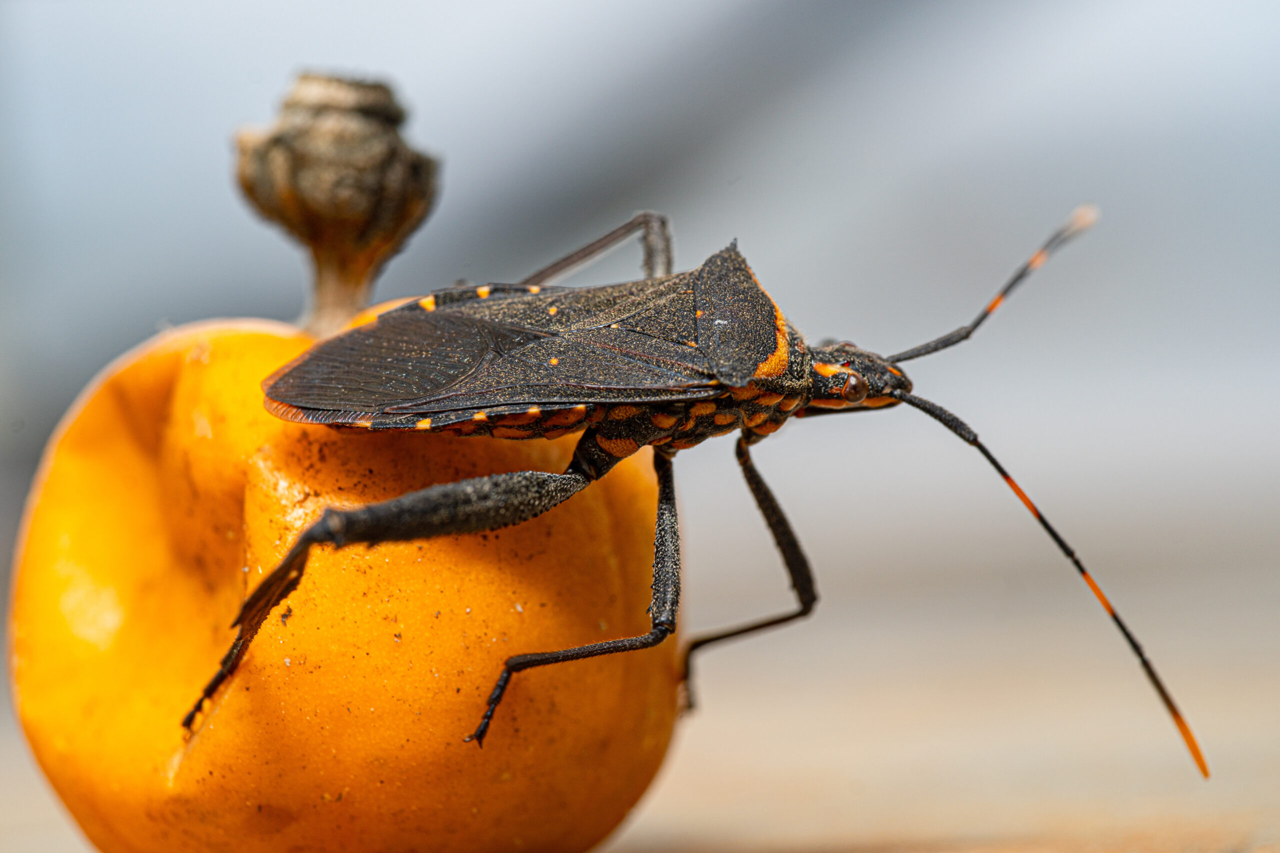 What is kissing bug disease? Chagas disease