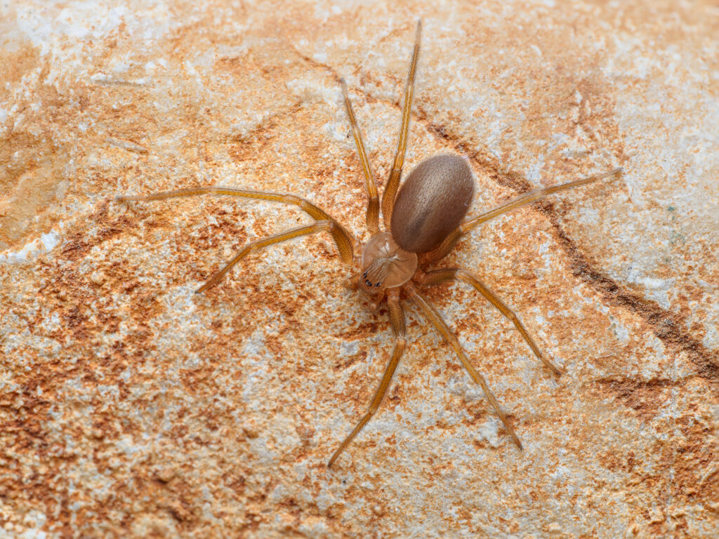 Brown Recluse in Brevard County