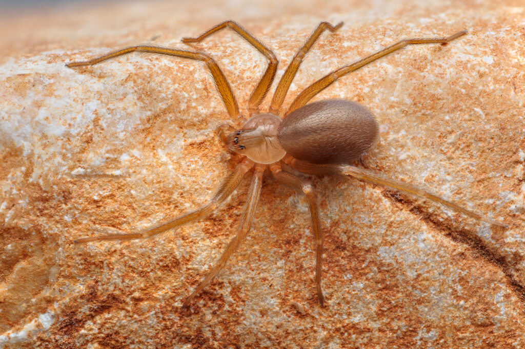 Brown recluse