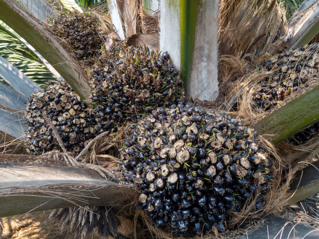 Palm rats in Florida
