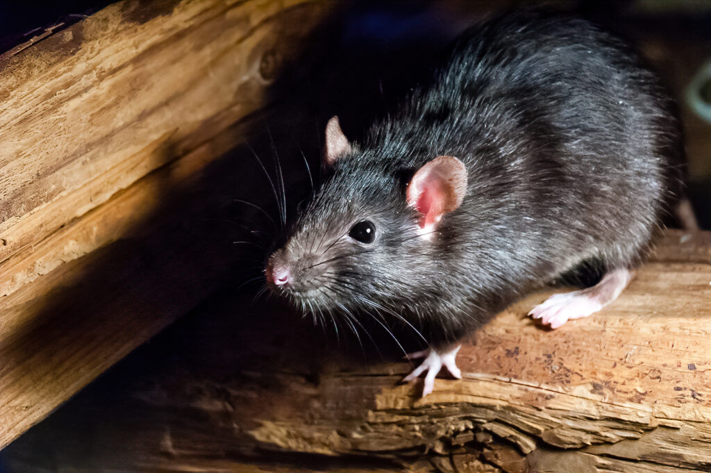 Winter rodent control in florida