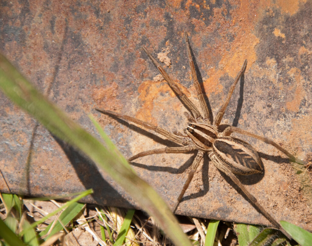 Wolf spiders in Brevard County