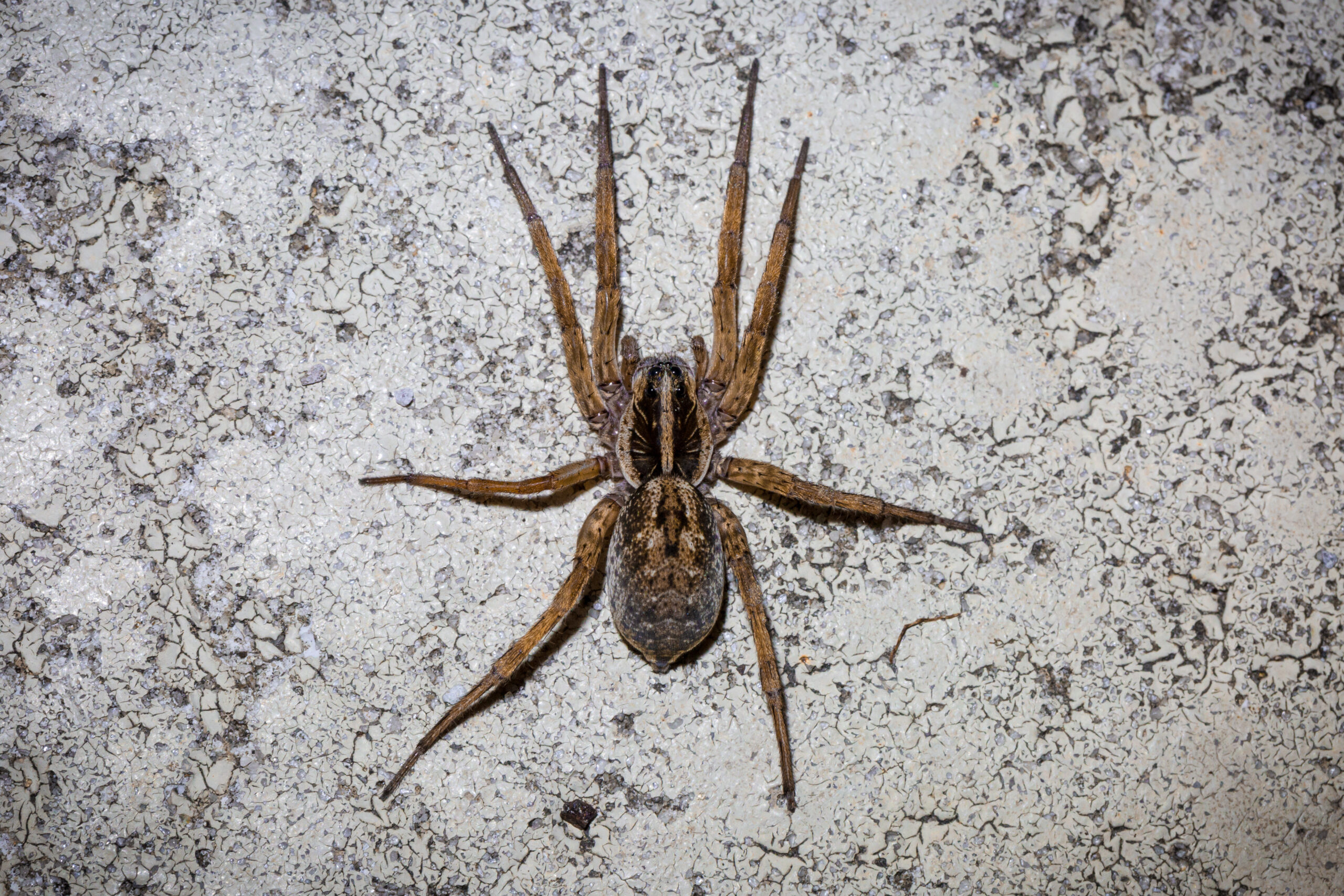 Wolf spider in Florida