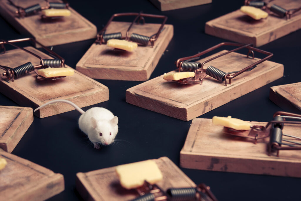 Mouse traps in Kissimmee