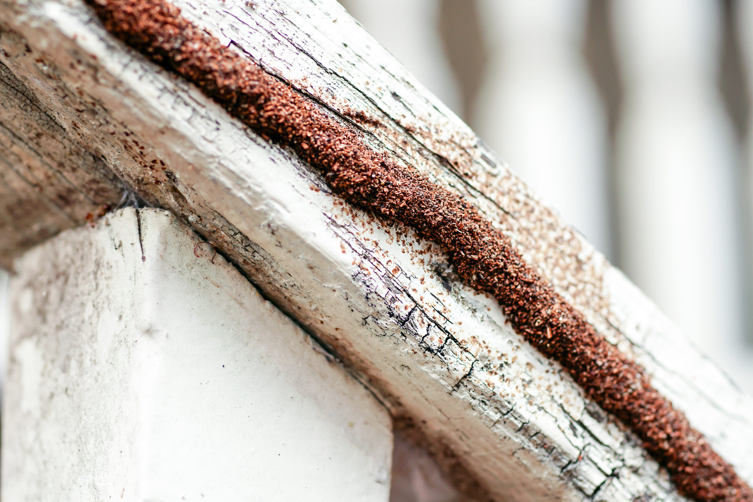 Termite tubes in Brevard County