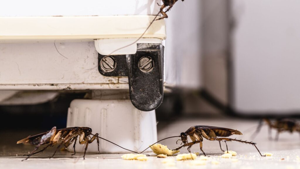 Is it impossible to get rid of roaches?