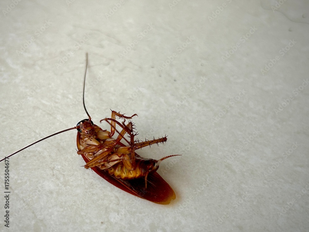 roach, showing the need for professional cockroach extermination