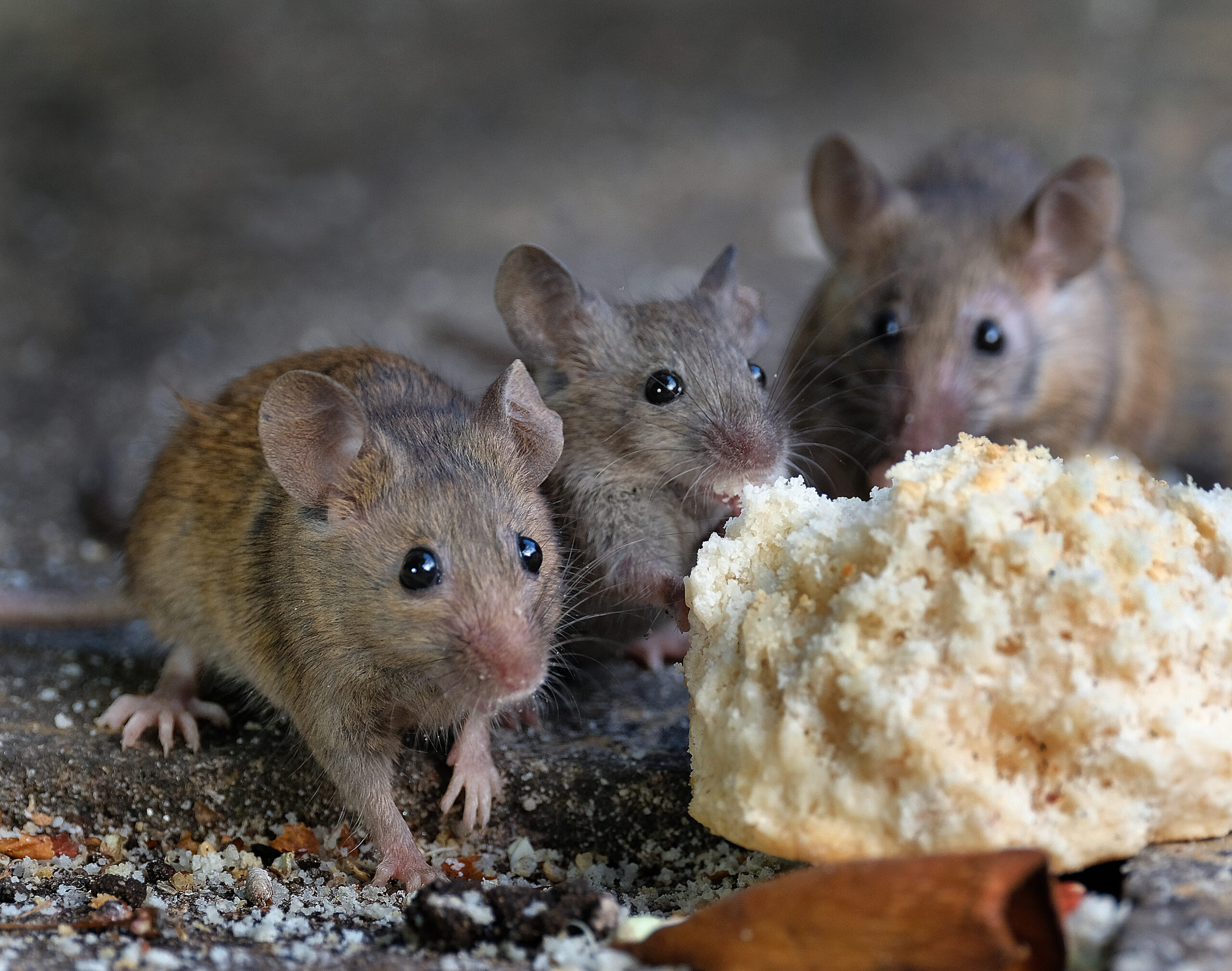 an image showing how exterminators get rid of mice