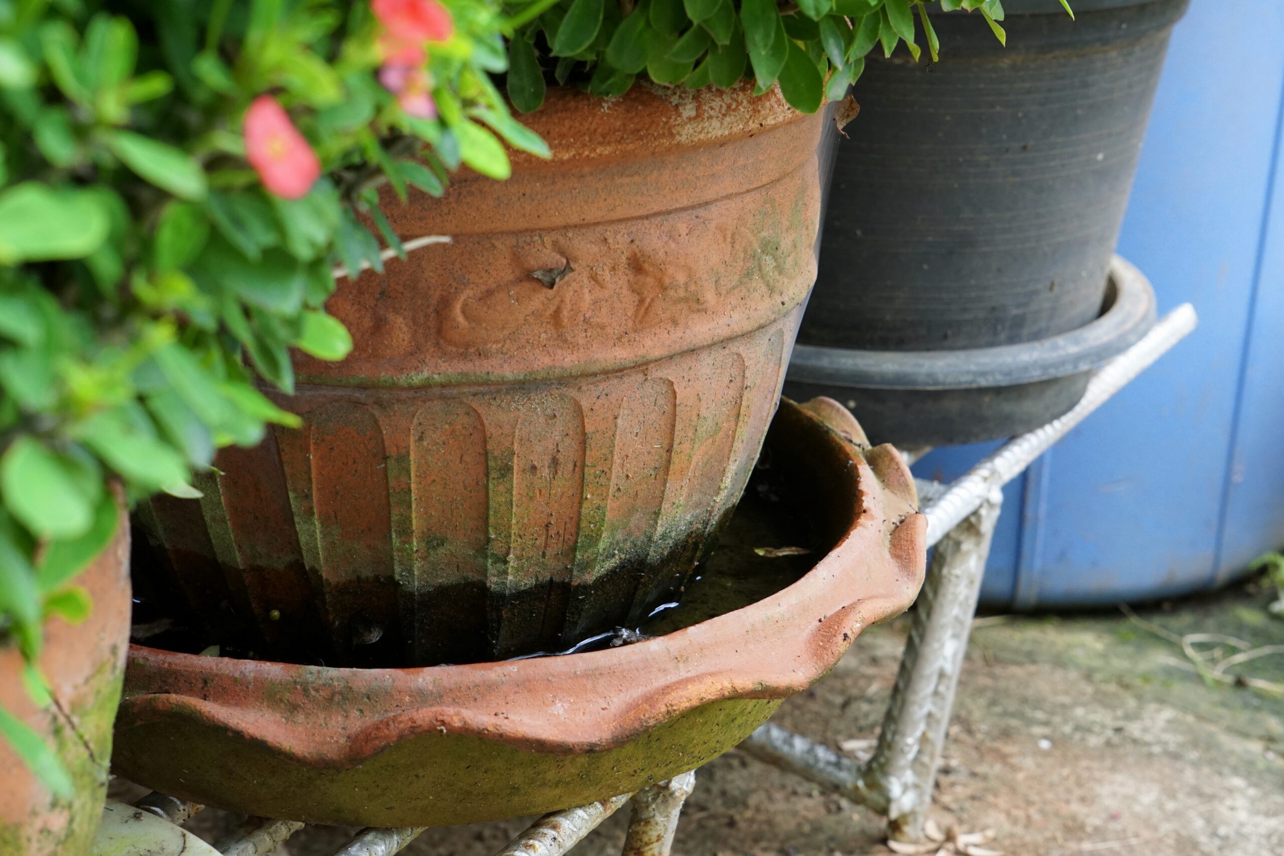a flower pot, showing where mosquitoes do breed
