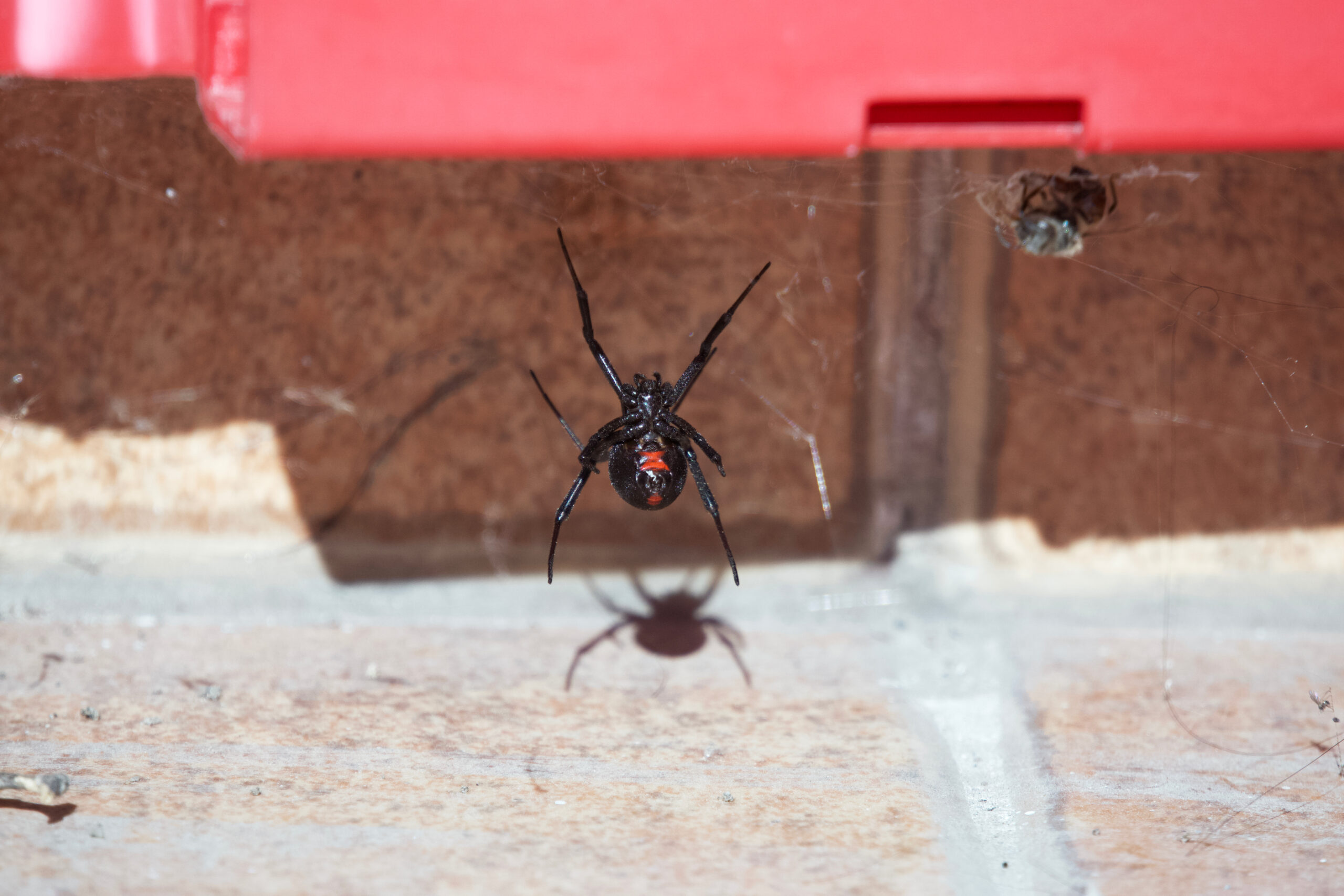 black widow spider identification