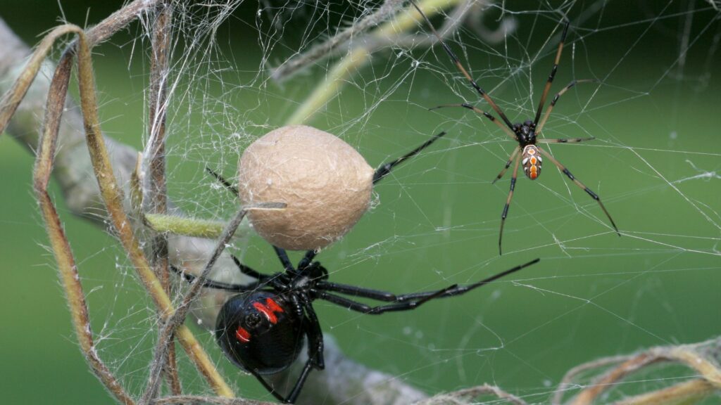 Male black widow in Brevard County