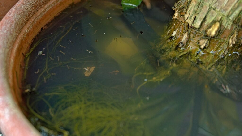 Mosquito larvae in a flooded tree pot, a common breeding spot.