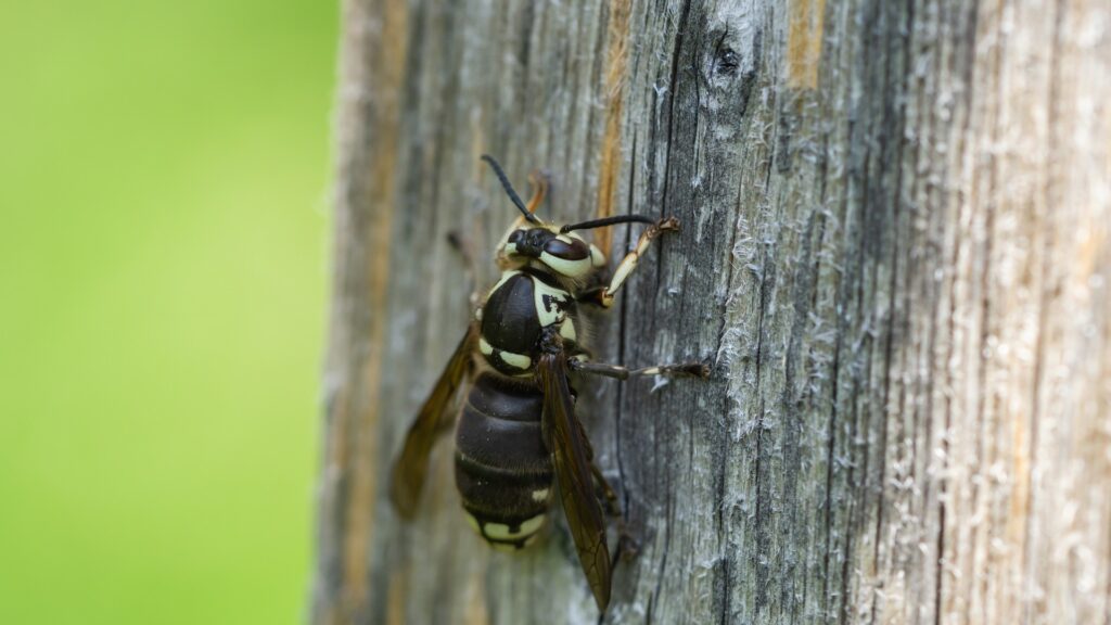 Bald faced hornet