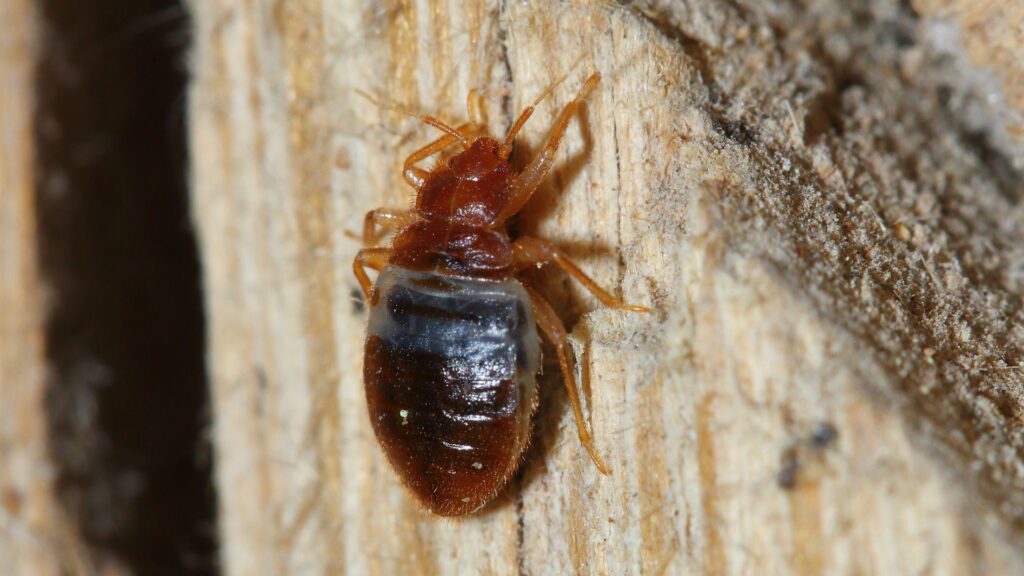 Bugs that look like bed bugs